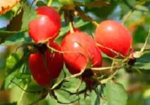 Beneficios de la vitamina P para el cerebro